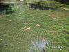s_PICT0099_thumb.png